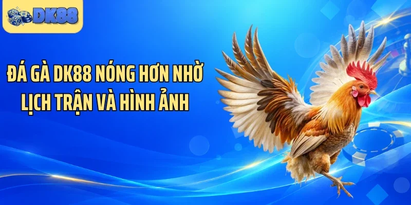 Đá gà DK88 nóng hơn nhờ lịch trận và hình ảnh