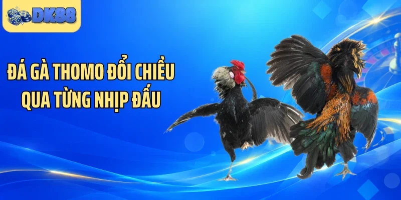 Đá gà Thomo đổi chiều qua từng nhịp đấu