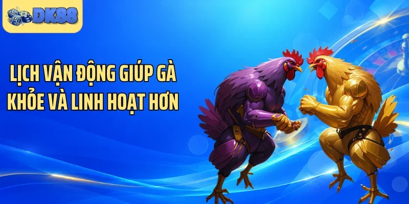 Lịch vận động giúp gà khỏe và linh hoạt hơn